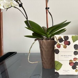 Jo Malone BlackBerry and Bay Cologne